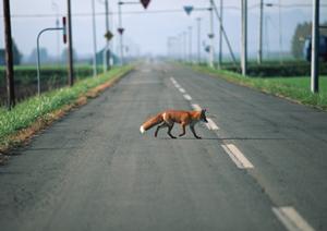 遠野市で車検に悩んでいるのであれば
